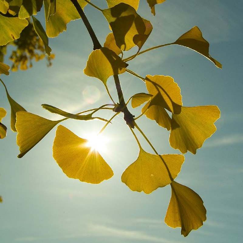 GINKGO BILOBA SILVER BRACELET