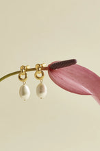 Load image into Gallery viewer, EB EDIT Knot and pearl drop earrings - Gold Plated
