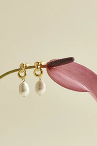 EB EDIT Knot and pearl drop earrings - Gold Plated