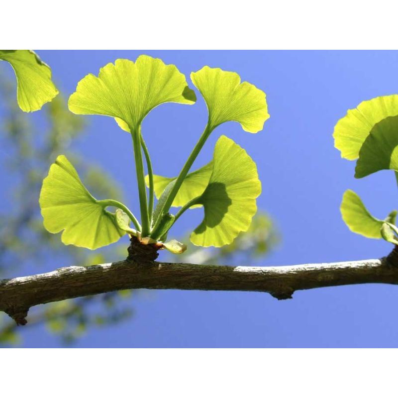 GINKGO BILOBA GOLD SHORT PENDANT
